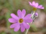 PLANTS Birds-eye_Primrose,_Derbyshire,_Philip_Precey